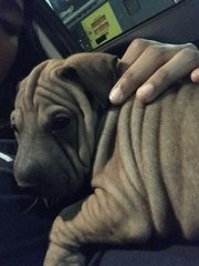 PF94752 - Shar Pei Dog