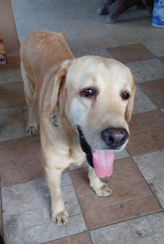 Junior - Labrador Retriever Dog