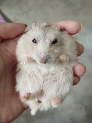 White&amp;black - Short Dwarf Hamster Hamster