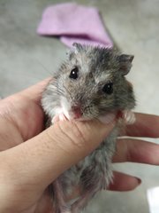 White&amp;black - Short Dwarf Hamster Hamster