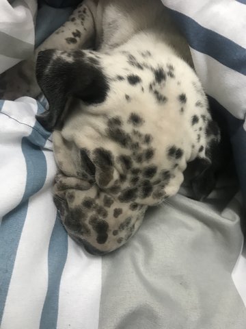 PF94765 - Dalmatian + Shar Pei Dog