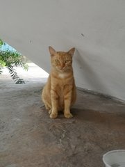 Ginger - Domestic Short Hair Cat