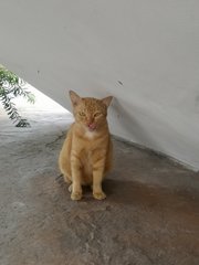 Ginger - Domestic Short Hair Cat