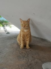 Ginger - Domestic Short Hair Cat