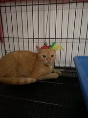 Ginger - Domestic Short Hair Cat