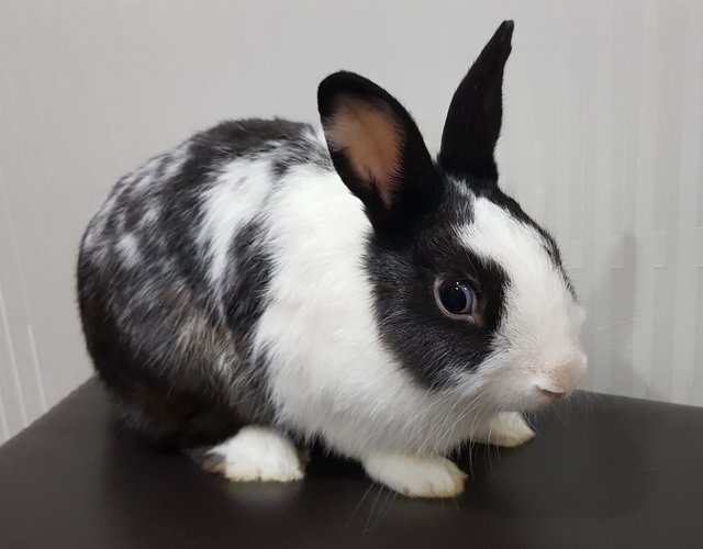 Fluffy &amp; Oreo - Netherland Dwarf Rabbit