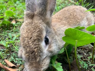 Lebbit - Bunny Rabbit Rabbit