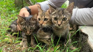 The Kittens Band - Domestic Short Hair Cat