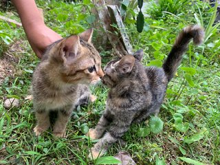 The Kittens Band - Domestic Short Hair Cat