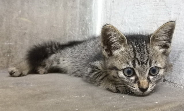 Little B Domestic Tabby Kitten - Domestic Short Hair Cat