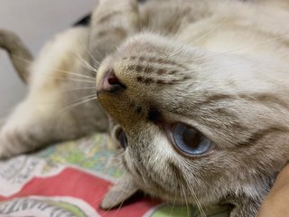 Truffles  - American Shorthair Cat