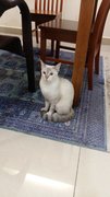 Blue - Siamese Cat