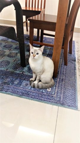 Blue - Siamese Cat