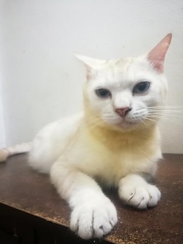 Maru - Domestic Long Hair + Domestic Short Hair Cat