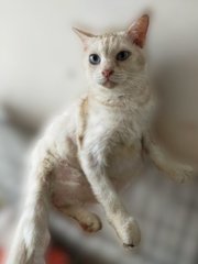 Maru - Domestic Long Hair + Domestic Short Hair Cat