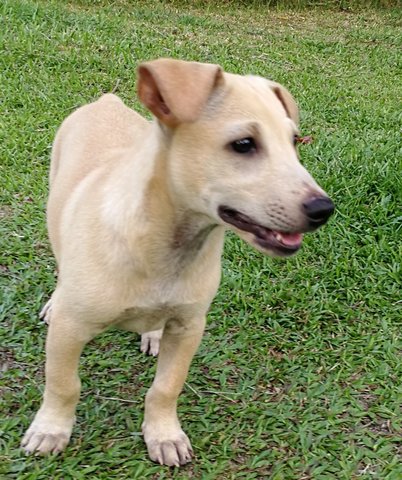 PF94823 - Mixed Breed Dog