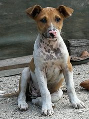 PF94823 - Mixed Breed Dog