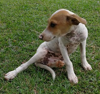 PF94823 - Mixed Breed Dog