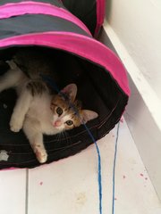 Ary - Domestic Short Hair Cat