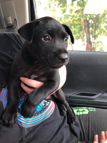 Starlight - Labrador Retriever Mix Dog