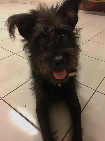 Schnauzer For Adoption  - Schnauzer Dog