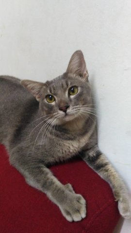 Grey - Domestic Short Hair Cat