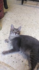 Grey - Domestic Short Hair Cat