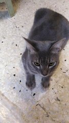 Grey - Domestic Short Hair Cat