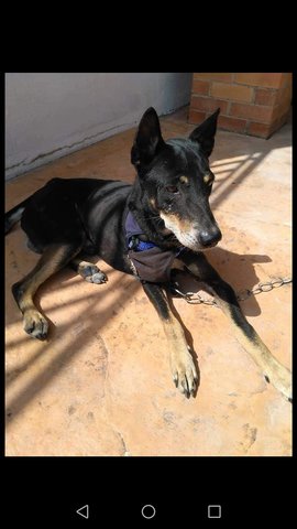 Isaac - Doberman Pinscher Mix Dog