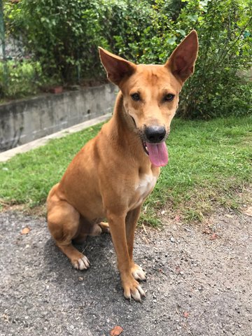 Hans - Mixed Breed Dog