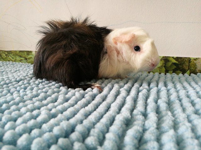 Cupcake And Teddy - Guinea Pig Small & Furry