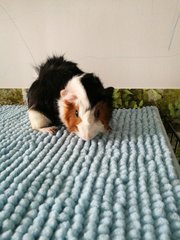 Cupcake And Teddy - Guinea Pig Small & Furry