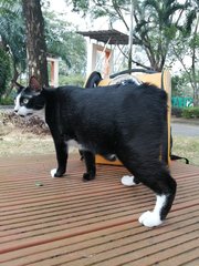 Kundang - Domestic Short Hair + Japanese Bobtail Cat