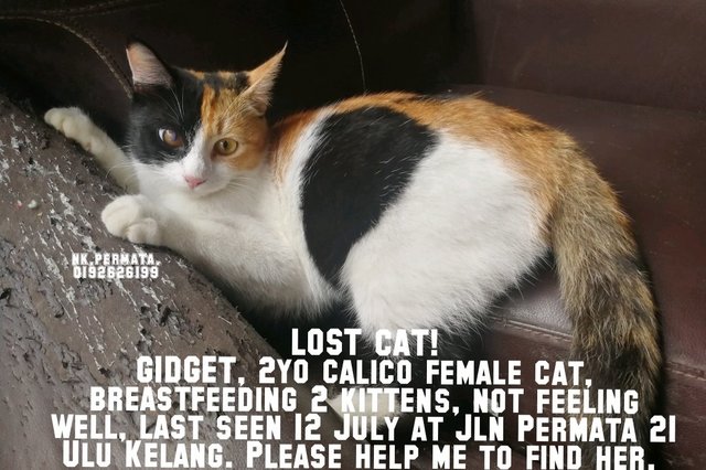 Gidget - Calico Cat