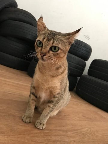 Emerald Sui - Scottish Fold + Domestic Short Hair Cat