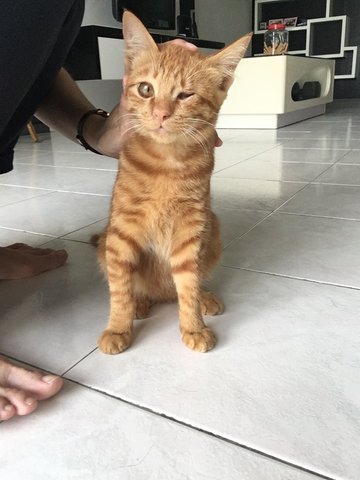 One Eye Ginger - Domestic Medium Hair Cat