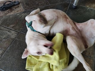 Playful dog