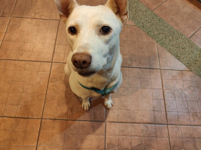Polka - Terrier Mix Dog