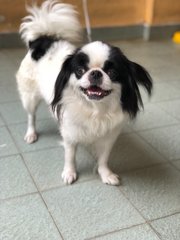 Panda - Shih Tzu Dog