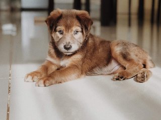 Bebi  - Labrador Retriever Mix Dog