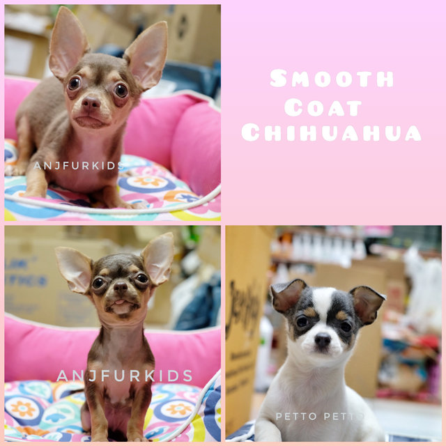 Adorable Smooth Coat Chihuahua Puppy - Chihuahua Dog