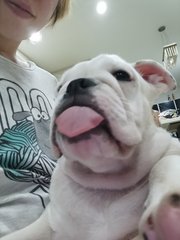 Baby - English Bulldog Dog