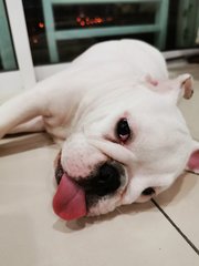 Baby - English Bulldog Dog