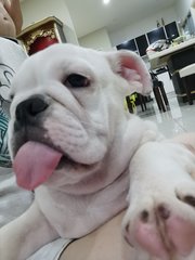 Baby - English Bulldog Dog