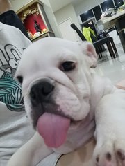 Baby - English Bulldog Dog