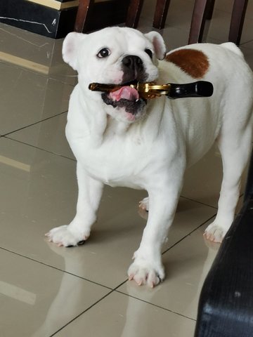 Baby - English Bulldog Dog