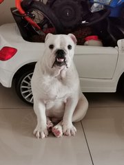 Baby - English Bulldog Dog