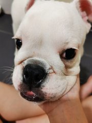 Baby - English Bulldog Dog