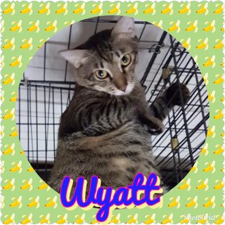 Wyatt, Mr Man