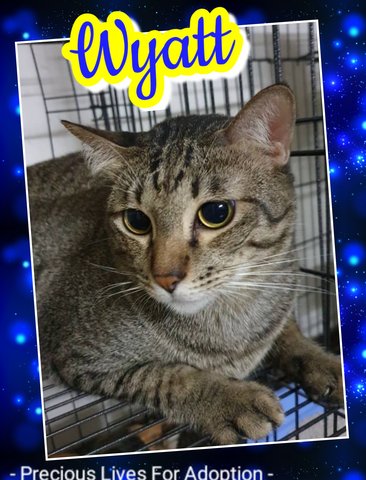 Wyatt - Tabby Cat